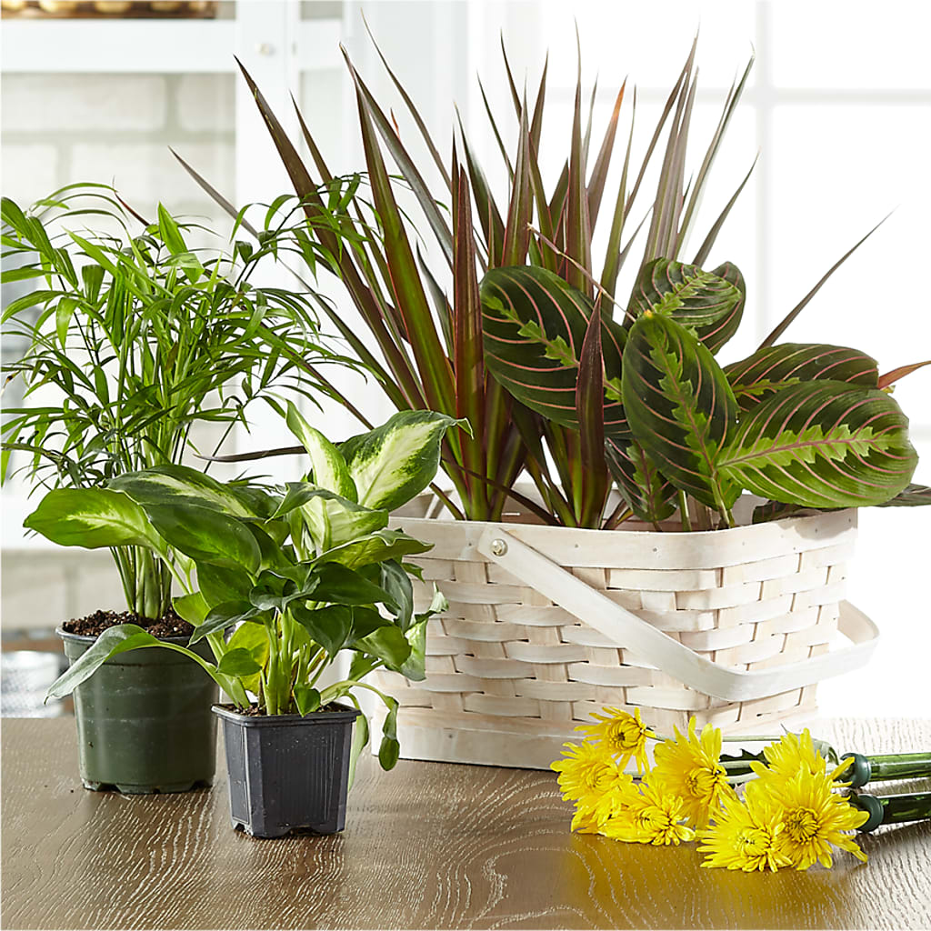 Florist Designed Blooming and Green Plants in a Basket – DON'S FLORAL STUDIO, Leon IA