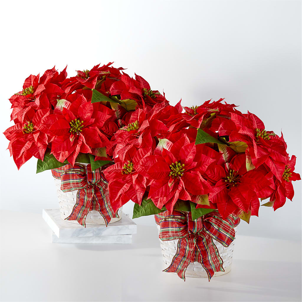 Happiest Holidays Poinsettia Bundle – DON'S FLORAL STUDIO, Leon IA