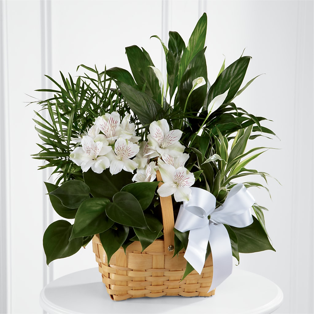Peace & Serenity Dishgarden – DON'S FLORAL STUDIO, Leon IA