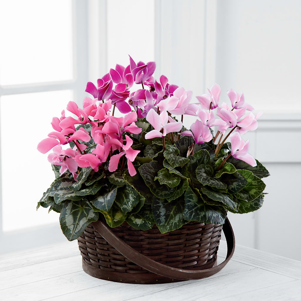 Mixed Cyclamen Planter – DON'S FLORAL STUDIO, Leon IA