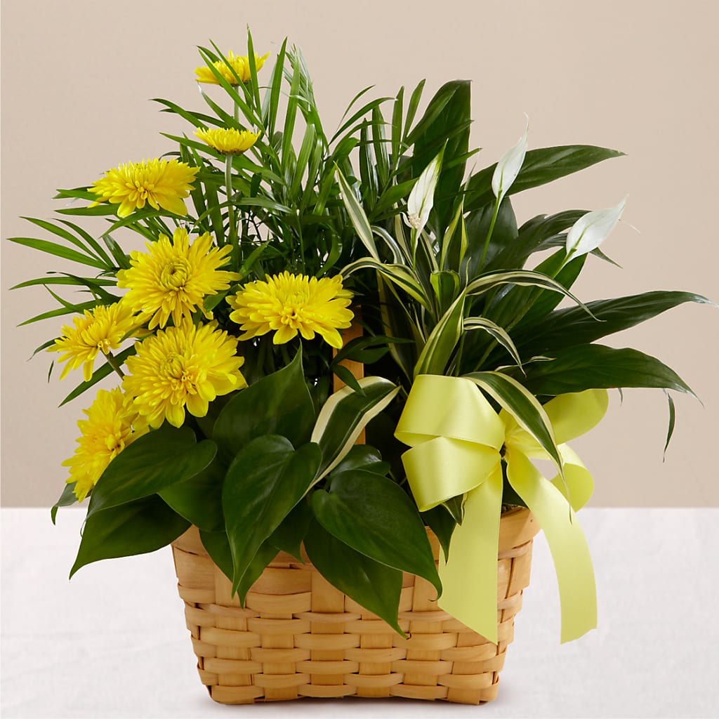 Loving Light Dishgarden – DON'S FLORAL STUDIO, Leon IA