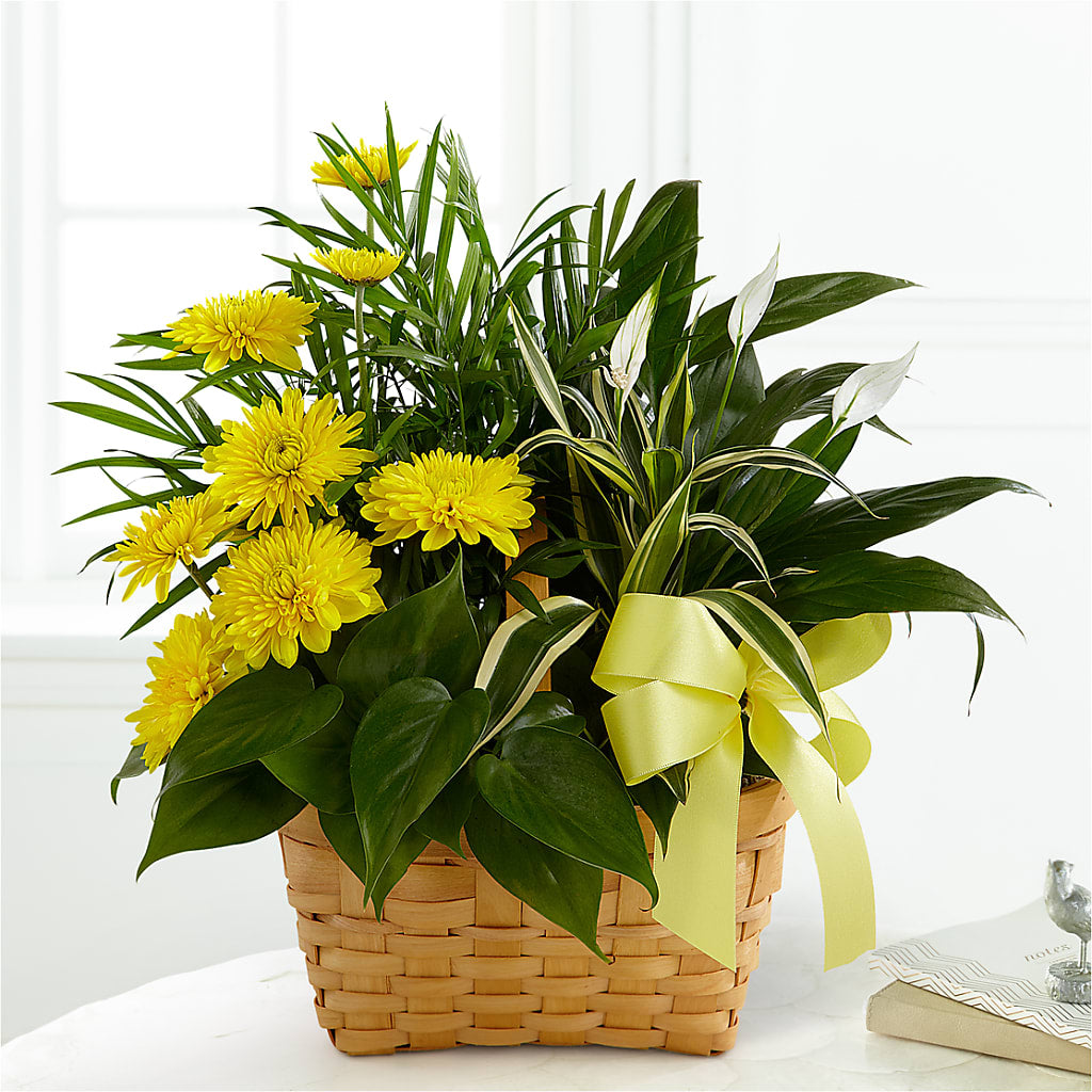 Loving Light Dishgarden – DON'S FLORAL STUDIO, Leon IA