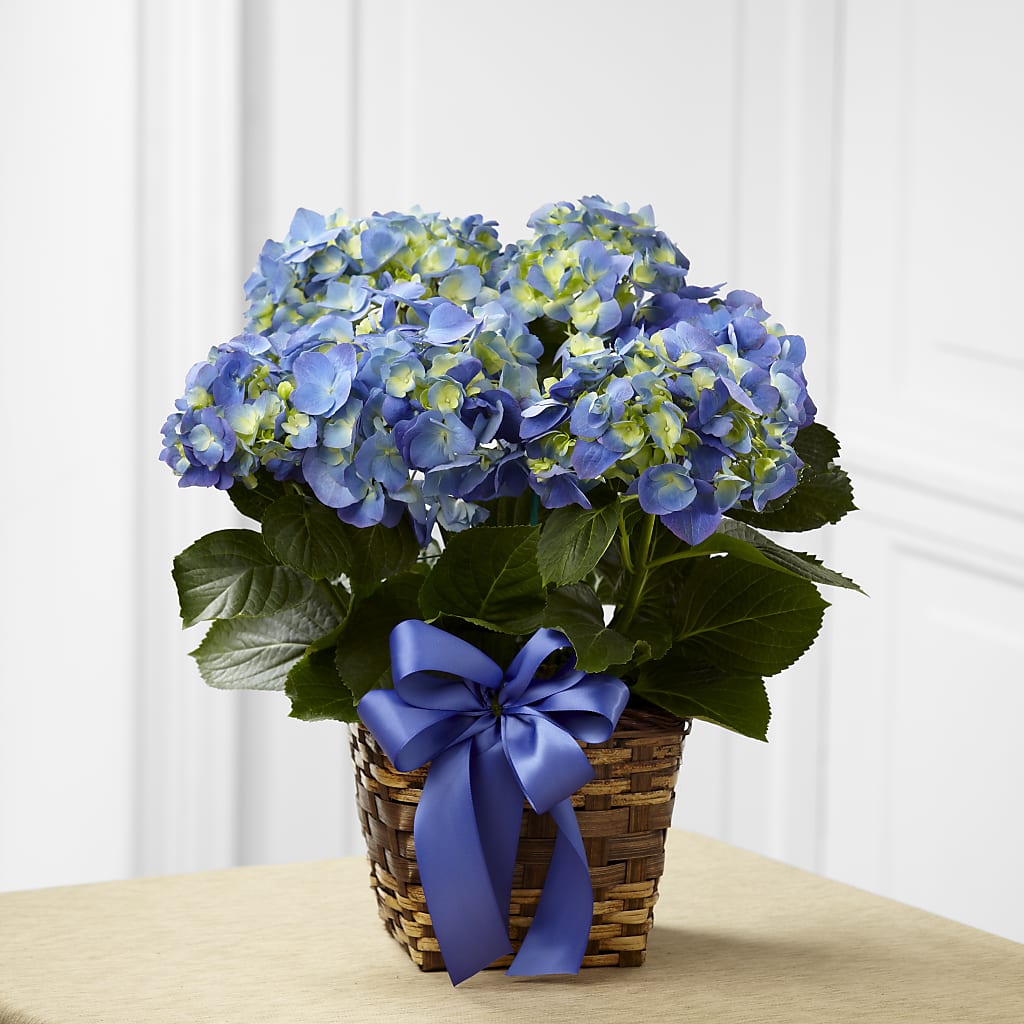 Blue Hydrangea Planter – DON'S FLORAL STUDIO, Leon IA