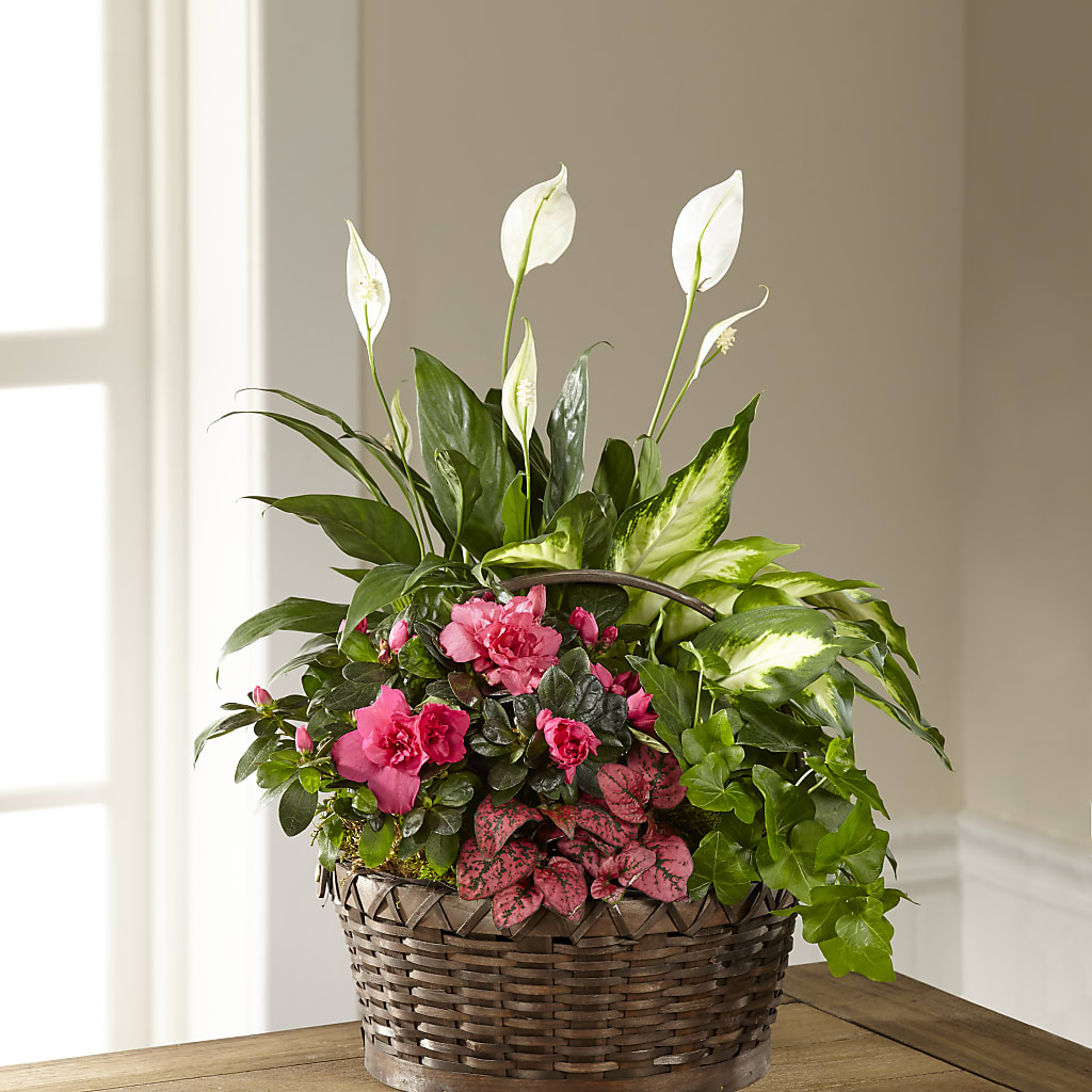 Dream in Pink Dishgarden – DON'S FLORAL STUDIO, Leon IA