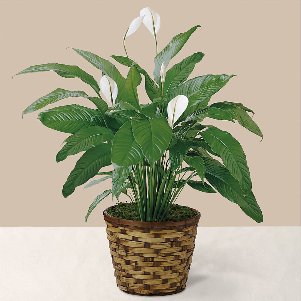 Tranquil Moments Peace Lily Plant – DON'S FLORAL STUDIO, Leon IA