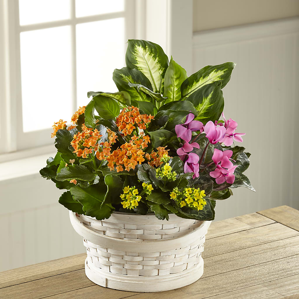 Color Crush Dishgarden – DON'S FLORAL STUDIO, Leon IA