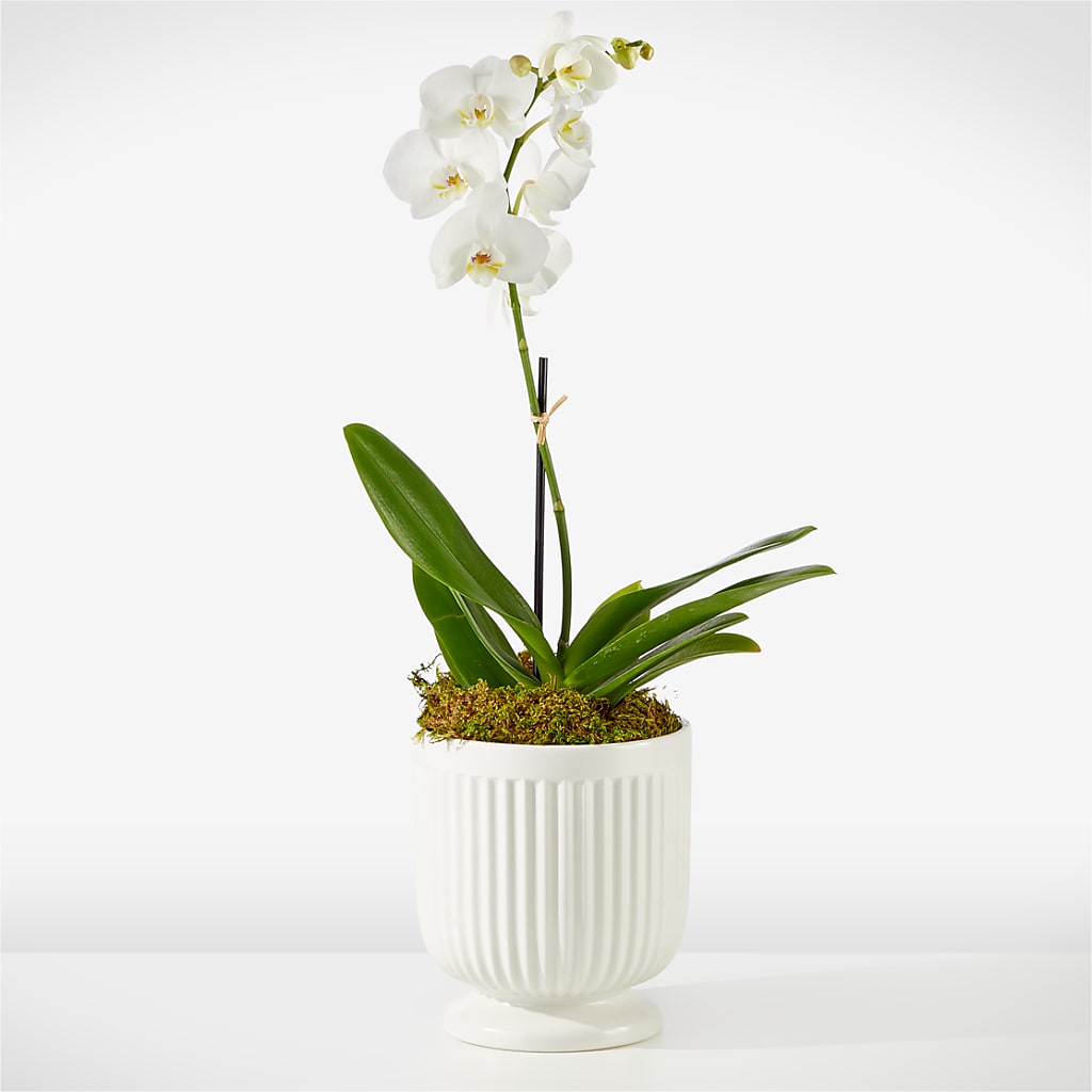 Whispering White Orchid – DON'S FLORAL STUDIO, Leon IA