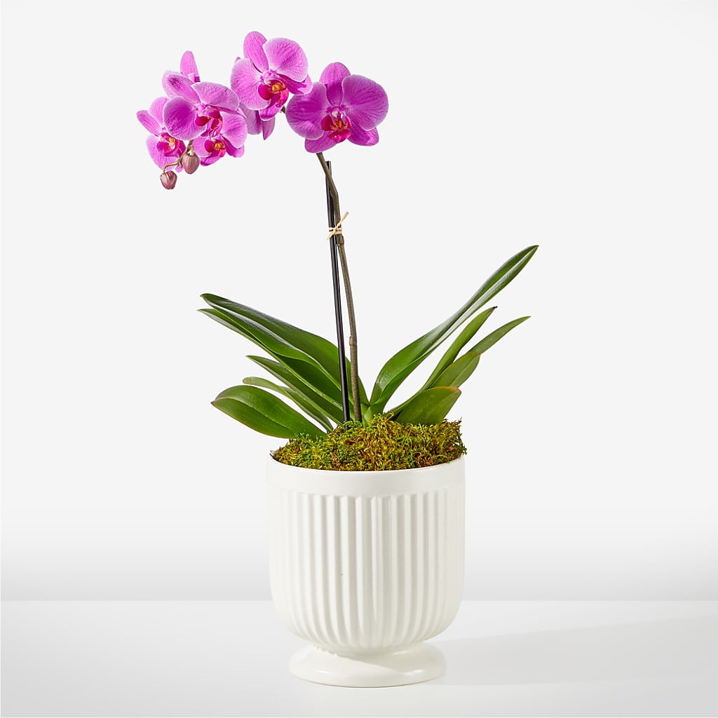Friendly Fuchsia Orchid – DON'S FLORAL STUDIO, Leon IA