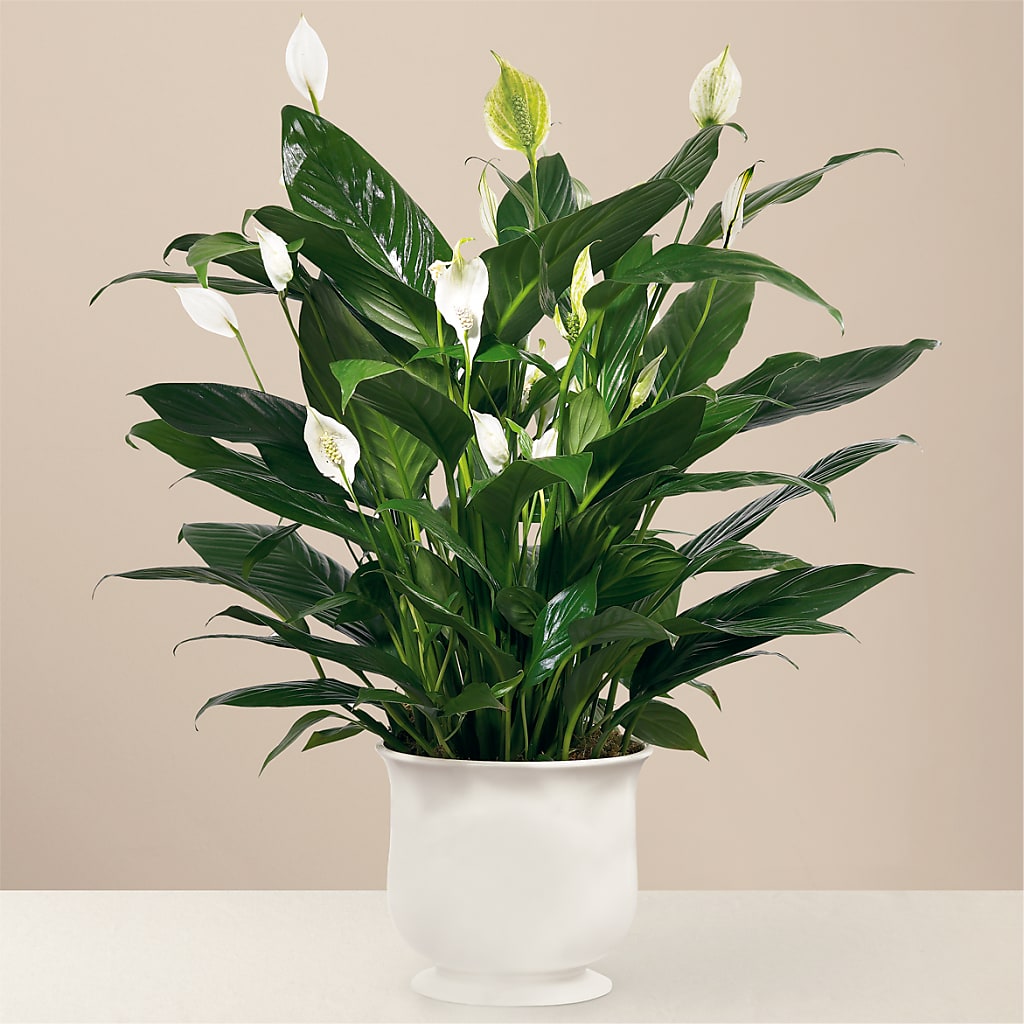 Comfort Planter – DON'S FLORAL STUDIO, Leon IA