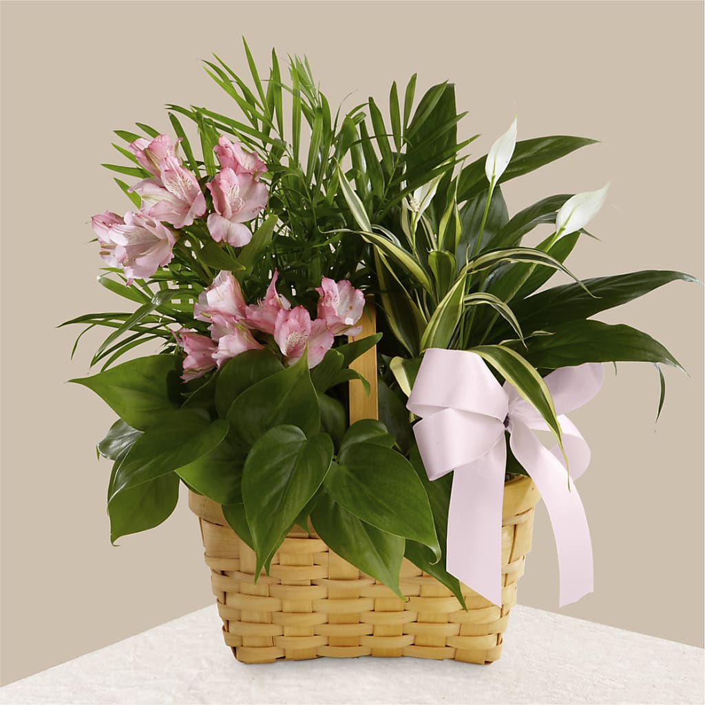 Living Spirit Dishgarden – DON'S FLORAL STUDIO, Leon IA