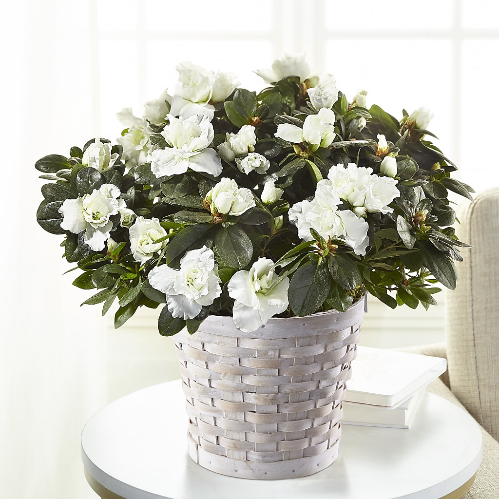 White Azalea Plant – DON'S FLORAL STUDIO, Leon IA