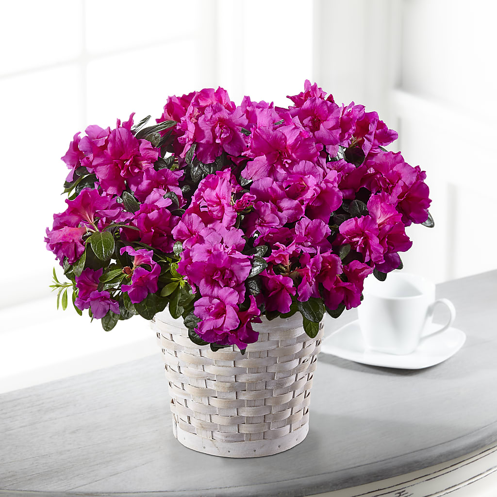 Hope & Serenity Azalea Plant – DON'S FLORAL STUDIO, Leon IA