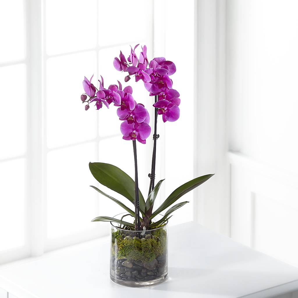 Pink Orchid Plant – DON'S FLORAL STUDIO, Leon IA