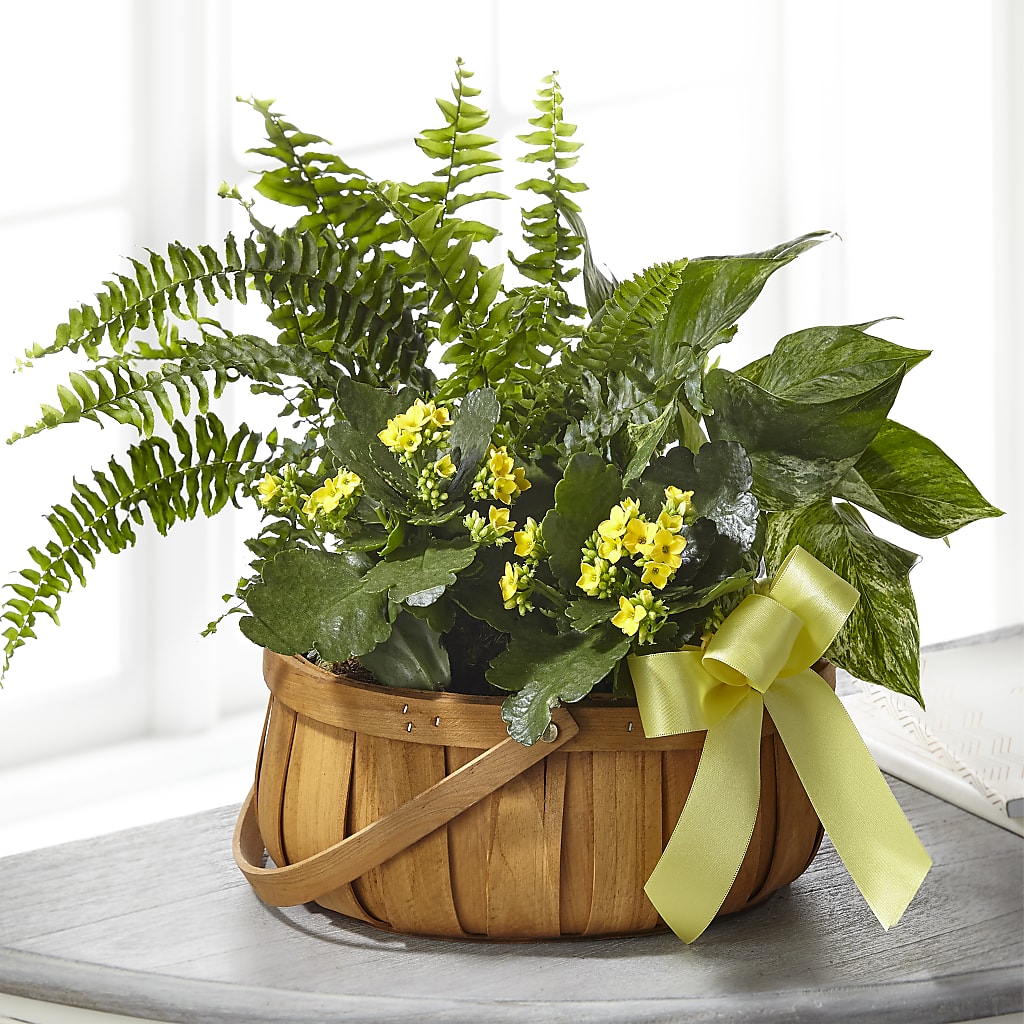 Always Dear Dishgarden – DON'S FLORAL STUDIO, Leon IA