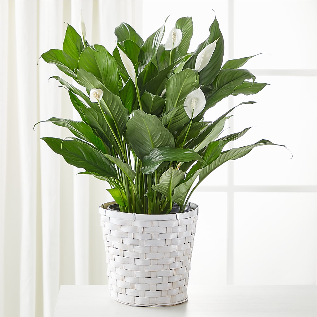A New Leaf Peace Lily – DON'S FLORAL STUDIO, Leon IA