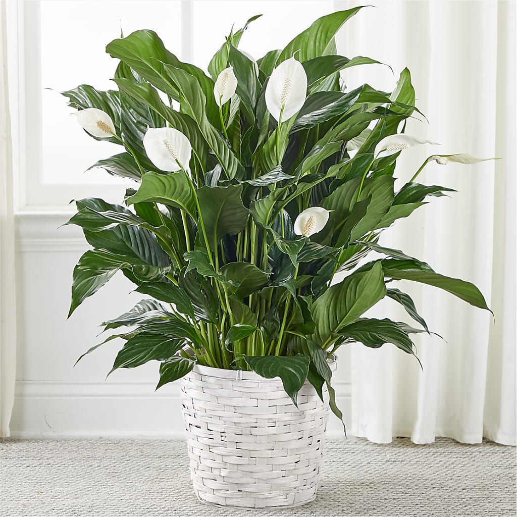 A New Leaf Peace Lily – DON'S FLORAL STUDIO, Leon IA