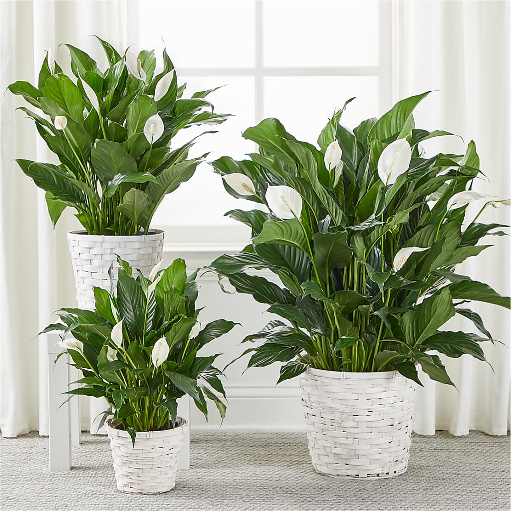 A New Leaf Peace Lily – DON'S FLORAL STUDIO, Leon IA