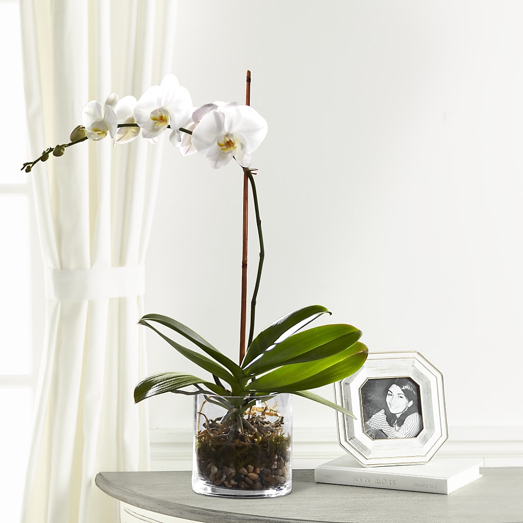 White Orchid Planter – DON'S FLORAL STUDIO, Leon IA