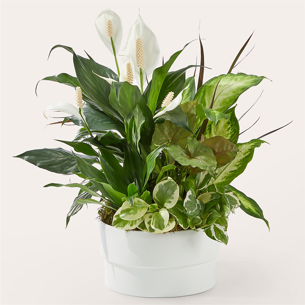 Radiating Positivity Dishgarden – DON'S FLORAL STUDIO, Leon IA