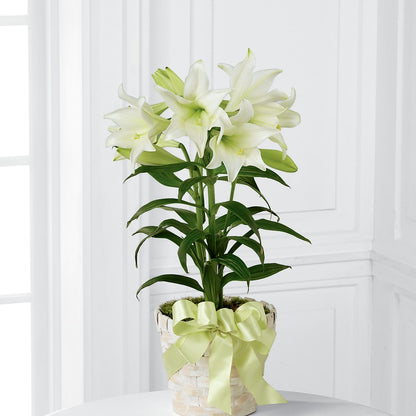 Easter Lily Plant – DON'S FLORAL STUDIO, Leon IA