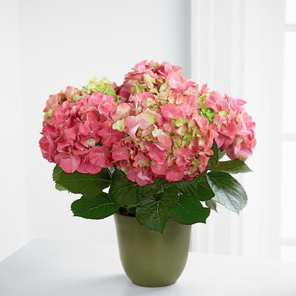 Pink Hydrangea Planter – DON'S FLORAL STUDIO, Leon IA