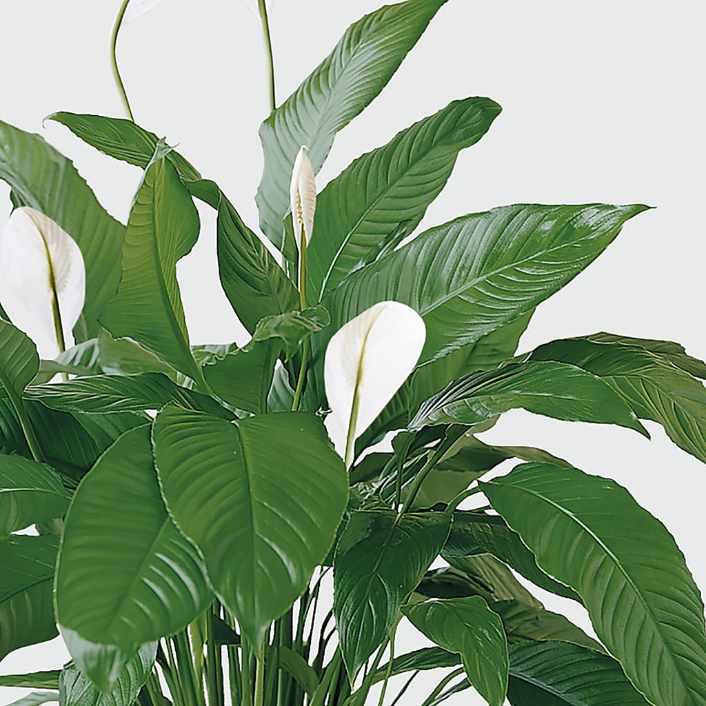 Tranquil Moments Peace Lily Plant – DON'S FLORAL STUDIO, Leon IA