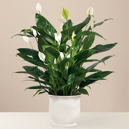 Comfort Planter – DON'S FLORAL STUDIO, Leon IA