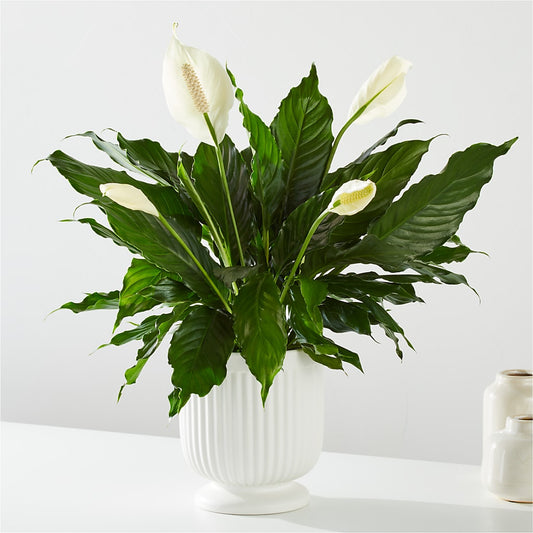 Comfort Planter – DON'S FLORAL STUDIO, Leon IA