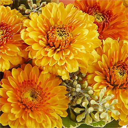 Peachy Pumpkin – DON'S FLORAL STUDIO, Leon IA