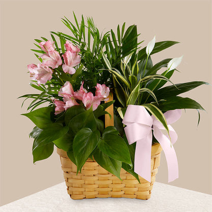 Living Spirit Dishgarden – DON'S FLORAL STUDIO, Leon IA