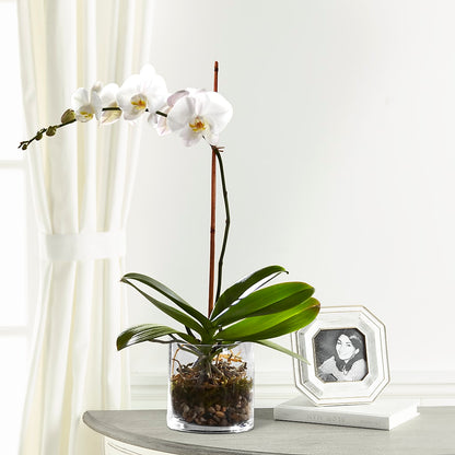 White Orchid Planter – DON'S FLORAL STUDIO, Leon IA