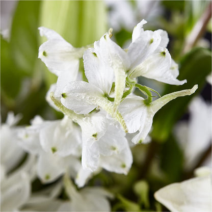 Classic Ivory – A Florist Original – DON'S FLORAL STUDIO, Leon IA
